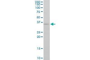 FGF8 antibody  (AA 65-133)