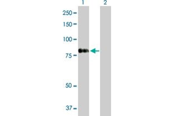 RASGRP4 antibody  (AA 1-673)