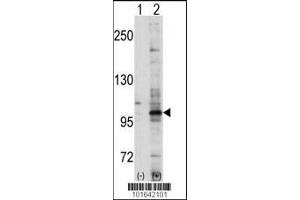 Western blot analysis of EPHA7 using EphA7 Antibody using 293 cell lysates (2 ug/lane) either nontransfected (Lane 1) or transiently transfected with the EPHA7 gene (Lane 2). (EPH Receptor A7 antibody  (C-Term))