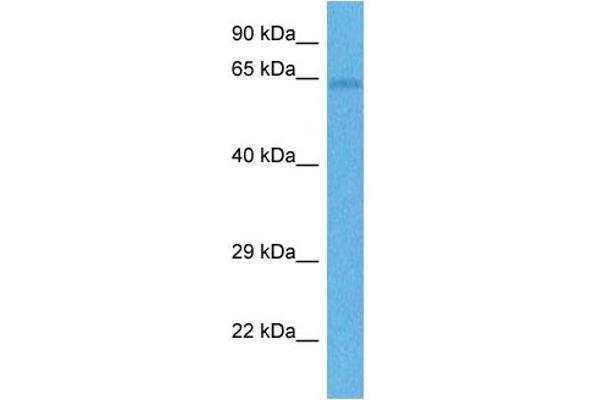 FZD4 antibody  (Middle Region)