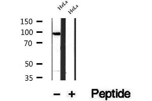 Western blot analysis of extracts of HeLa cells, using SECISBP2 antibody. (SECISBP2 antibody  (Internal Region))