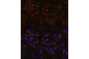 Immunofluorescence analysis of C6 cells using IFN Rabbit pAb (ABIN7267947) at dilution of 1:100 (40x lens). (IFNAR1 antibody  (AA 470-557))