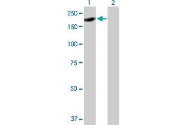 ARHGAP20 antibody  (AA 1-1191)