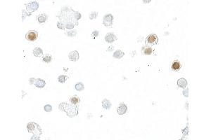 Immunocytochemistry (ICC) image for anti-DYKDDDDK Tag (Cleavage Site) antibody (ABIN7453373) (Recombinant DYKDDDDK Tag antibody  (Cleavage Site))
