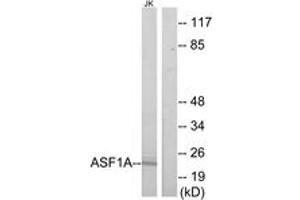 Western blot analysis of extracts from Jurkat cells, using ASF1A Antibody. (ASF1A antibody  (AA 121-170))