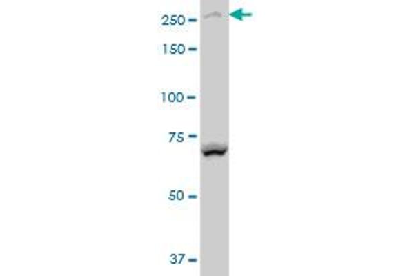 BCOR antibody  (AA 1361-1460)