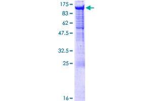 PCDHGA5 Protein (AA 1-813) (GST tag)