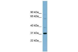 C22orf31 antibody used at 0. (C22orf31 antibody  (N-Term))
