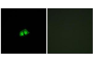 Immunofluorescence analysis of A549 cells, using COPS2 antibody. (COPS2 antibody  (Internal Region))