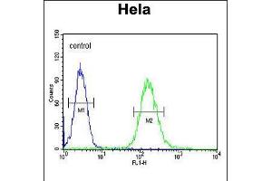 Flow cytometric analysis of Hela cells (right histogram) compared to a negative control cell (left histogram). (Clathrin Heavy Chain (CLTC) (AA 1019-1048) antibody)