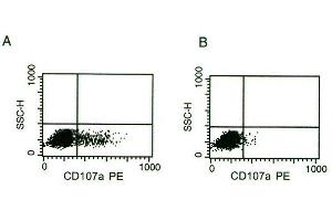 CD107a surface expression on activated NK cells: IL-2 activated NK are cultured 4 hours on coated anti-NKp46 monoclonal antibody (A) or on IgG2a isotypic control (B). (NCR1 antibody)