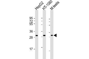 All lanes : Anti-ZT3 Antibody (Center) at 1:8000 dilution Lane 1: HepG2 whole cell lysate Lane 2: HT-1080 whole cell lysate Lane 3: mouse testis lysate Lysates/proteins at 20 μg per lane. (ZMAT3 antibody  (AA 170-204))