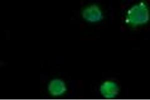 Image no. 2 for anti-Mdm4-binding Protein (MDM4) antibody (ABIN1499353)