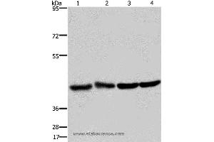 Western blot analysis of Human fetal liver and brain tissue, 293T and Hela cell, using DRG1 Polyclonal Antibody at dilution of 1:350