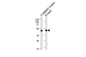 Western blot analysis of lysates from human skeletal muscle and heart tissue lysates (from left to right), using HFE2 Antibody at 1:1000 at each lane. (HFE2 antibody  (AA 134-162))