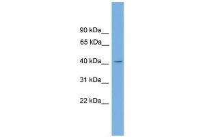 WB Suggested Anti-Gata5 Antibody Titration:  0.
