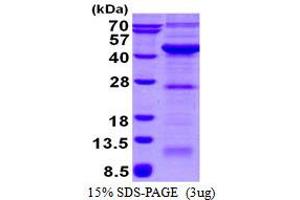 Image no. 1 for Vacuolar Protein Sorting-Associated Protein 26A (VPS26A) protein (His tag) (ABIN1098647)