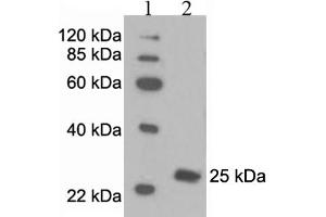 Western Blotting (WB) image for anti-Peroxiredoxin 6 (PRDX6) antibody (ABIN2576847) (Peroxiredoxin 6 antibody)