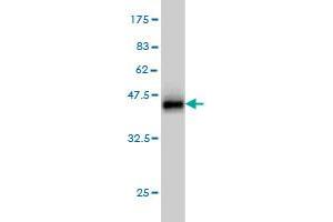 Western Blot detection against Immunogen (36. (GOLGA1 antibody  (AA 668-767))