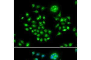 Immunofluorescence analysis of HeLa cells using AGFG1 Polyclonal Antibody (AGFG1 antibody)