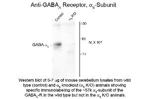 Western Blot of Anti-GABA(A) Receptor alpha 6 (Rabbit) Antibody - 600-401-D48 Western Blot of Rabbit anti-GABA(A) Receptor alpha 6 antibody. (GABRA6 antibody  (Cytoplasmic Loop))