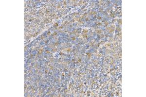 Immunohistochemistry of paraffin-embedded rat spleen using Caspase-3 Rabbit pAb (ABIN6134639, ABIN6137978, ABIN6137979 and ABIN6215159) at dilution of 1:100 (40x lens). (Caspase 3 antibody  (AA 1-100))