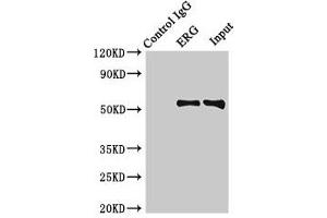 Immunoprecipitating ERG in Rat heart tissue Lane 1: Rabbit control IgG (1 μg) instead of ABIN7172771 in Rat heart tissue.