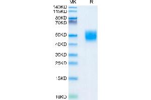 Mouse CD200 on Tris-Bis PAGE under reduced condition. (CD200 Protein (CD200) (AA 31-232) (His tag))