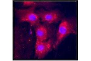 Immunofluorescence staining of paraformaldehyde-fixed primary pig aortic endothelial cells. (VEGF antibody  (full length))