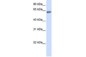 WB Suggested Anti-SLC47A2 Antibody Titration: 0.
