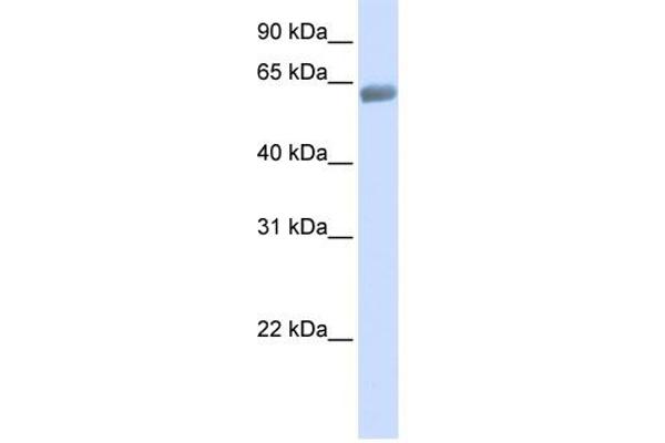 SLC47A2 抗体  (C-Term)