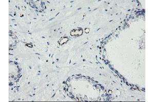 Image no. 1 for anti-Platelet/endothelial Cell Adhesion Molecule (PECAM1) antibody (ABIN1497242) (CD31 antibody)