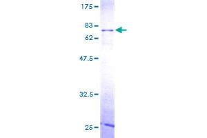 Image no. 1 for RNA Binding Motif, Single Stranded Interacting Protein 1 (RBMS1) (AA 1-403) protein (GST tag) (ABIN1317633) (RBMS1 Protein (AA 1-403) (GST tag))