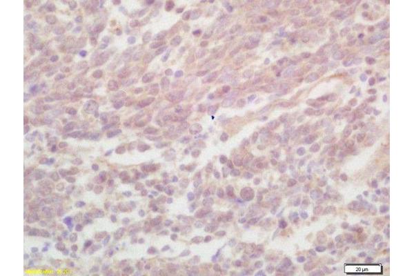 ZNF268 antibody  (AA 286-358)