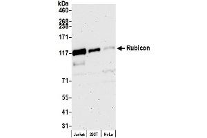 Western Blotting (WB) image for anti-KIAA0226 (KIAA0226) (AA 922-972) antibody (ABIN7449813)
