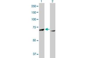 Western Blot analysis of RPS6KA3 expression in transfected 293T cell line by RPS6KA3 MaxPab polyclonal antibody. (RPS6KA3 antibody  (AA 1-740))