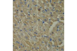 Immunohistochemistry of paraffin-embedded mouse heart using CCBL1 antibody.