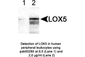 Image no. 1 for anti-Arachidonate 5-Lipoxygenase (ALOX5) (AA 100-200), (N-Term) antibody (ABIN363594) (ALOX5 antibody  (N-Term))