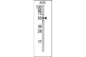 Western blot analysis of anti-PTRF Antibody (N-term) in A375 cell line lysates (35ug/lane). (PTRF antibody  (N-Term))