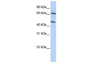SLC26A10 antibody  (N-Term)