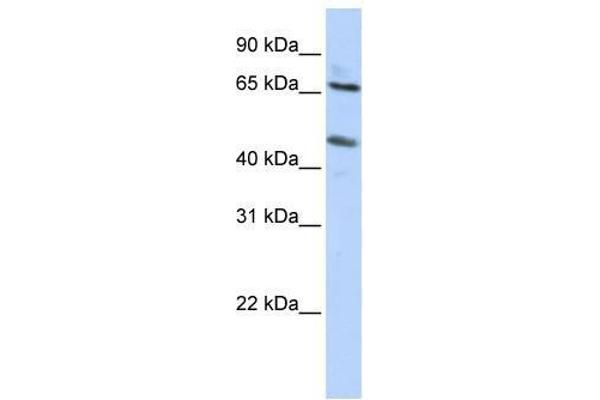 SLC26A10 antibody  (N-Term)