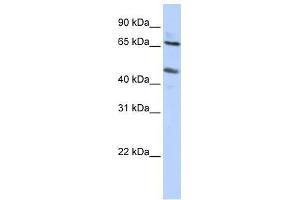SLC26A10 antibody used at 0. (SLC26A10 antibody  (N-Term))