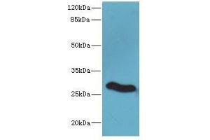Western Blotting (WB) image for anti-Claudin 18 (CLDN18) (AA 20-80) antibody (ABIN6038124) (Claudin 18 antibody  (AA 20-80))