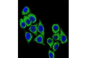 Confocal immunofluorescent analysis of CD38 Antibody (C-term) (ABIN389405 and ABIN2839493) with Hela cell followed by Alexa Fluor® 488-conjugated goat anti-rabbit lgG (green). (CD38 antibody  (C-Term))