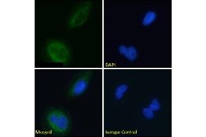 Immunofluorescence staining of fixed U251 cells with anti-BACE2 antibody 1/9  Immunofluorescence analysis of paraformaldehyde fixed U251 cells permeabilized with 0. (Recombinant BACE2 antibody)