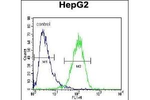 HEXA Antibody (Center) (ABIN652263 and ABIN2841133) flow cytometric analysis of HepG2 cells (right histogram) compared to a negative control cell (left histogram).