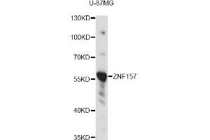 Western blot analysis of extracts of U-87MG cells, using ZNF157 antibody (ABIN6292441) at 1:3000 dilution. (ZNF157 antibody)