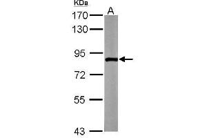 WB Image Sample (50 ug of whole cell lysate) A: Mouse brain 7. (ZER1 antibody  (C-Term))