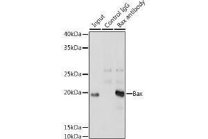 Immunofluorescence analysis of A-549 using [KO Validated] Bax Rabbit mAb (ABIN7265855) at dilution of 1:200 (40x lens).