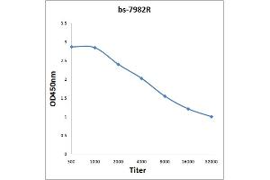 Antigen: 0. (HOXC9 antibody  (AA 151-220))